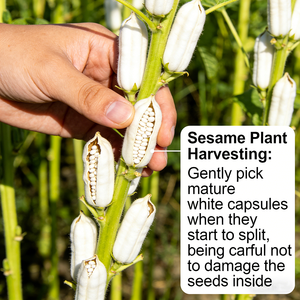 <span class=keywords><strong>Olio</strong></span> di <span class=keywords><strong>Sesamo</strong></span> Naturale all'Ingrosso per Uso Culinario, <span class=keywords><strong>Olio</strong></span> di Semi di <span class=keywords><strong>Sesamo</strong></span> 100% Puro e Biologico 8008-74-0 per Cura della Pelle - Product Image 3