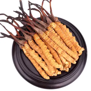 Tây Tạng Cordyceps Sinensis chiết xuất bột tăng khả năng miễn dịch