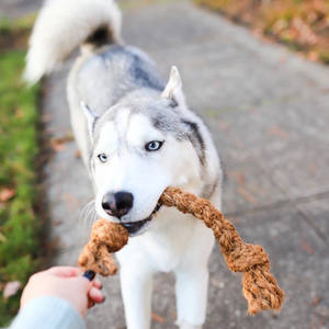Jouet à mâcher pour animaux de compagnie en corde de coco durable et très vendu, idéal pour les chiens et les chats, jouet sûr en provenance du Vietnam Hoang Linh SG - Product Image 2
