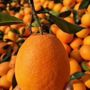Naranja Navel China Fresca de Grado de Exportación, Naranja Valencia sin Semillas, Dulce y Jugosa, Cosecha Nueva Temporada 2026, Precio de Fábrica - Product Image 2