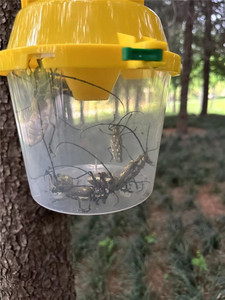 Trampa para Escarabajos Longhorn con Energía Solar, Atrapa Insectos Colgante para Control de Plagas en Bosques y Jardines - Product Image 3