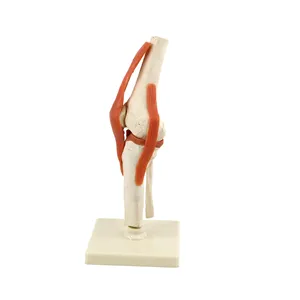 Squelette automatique d'anatomie humaine, modèle médical en PVC, taille de vie, articulations du genou