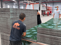Contreplaqué en pin plaqué film PP vert écologique et réutilisable, facilement imperméable, de première qualité pour la construction et l'extérieur