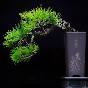 Maceta cuadrada alta de plástico con diseño de lote tradicional de 6,5 cm para orquídeas pequeñas y plantas - Product Image 3