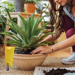 لوحة لاصقة صفراء مزدوجة الجوانب لصيد البراغيث والبعوض والحشرات، ملصق لاصق للتحكم في الآفات في المنزل والدفيئة - Product Image 3