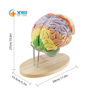 Human <strong>Brain</strong> Model Anatomy Display Stand Life Size Color Human <strong>Brain</strong> Anatomical Model for Teaching Science Classroom Study - Product Image 1