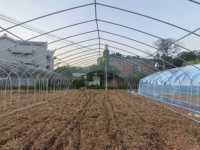 Serre tunnel agricole à simple travée économique avec système d'irrigation goutte à goutte pour légumes