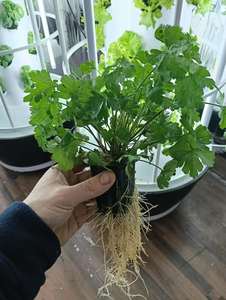 Sistema de Cultivo de Vegetales Interior para el Hogar, Torre Aeropónica, Torre de Cultivo Hidropónico Vertical, Control Inteligente, Bomba para Jardín de Lechugas, LED - Product Image 5