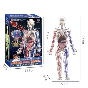 Modelo <span class=keywords><strong>de</strong></span> Anatomía del Esqueleto Humano para Educación Temprana MAC-CH19, Juguete Educativo <span class=keywords><strong>de</strong></span> Plástico MAXCARE <span class=keywords><strong>de</strong></span> Cuerpo Completo para Primaria y Secundaria - Product Image 5