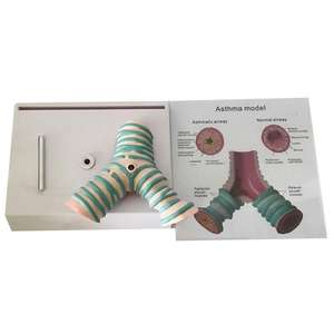 Modelo de enseñanza médica-Modelo de Anatomía de la sección sagital faríngea oral nasal para educación y entrenamiento médico - Product Image 6