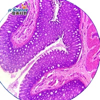 Hot Sale Tongue of Rabbit(show Taste Bud) Sec. Prepared Microscope Slides Histology Slide