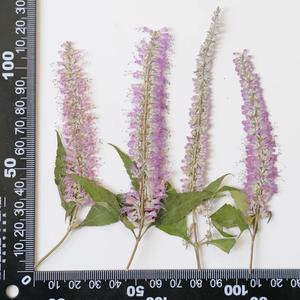 <span class=keywords><strong>Salix</strong></span> con ramas Scrapbooking resina epoxi ecológica Real <span class=keywords><strong>flor</strong></span> prensada DIY - Product Image 2