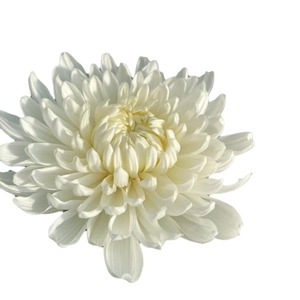 ดอกเบญจมาศประดิษฐ์ทำด้วยมือสีเหลืองสีขาวทันสมัยใช้งานได้ยาวนานฐานหลุมฝังศพของวันแม่ - Product Image 5