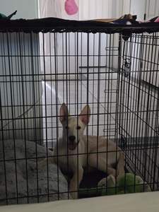 Toptan Yüksek Kaliteli Ucuz Büyük Kafesler Katlanabilir Taşıma Katlanabilir Kulübe - Product Image 5