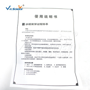 Materiales Didácticos de Resina con Muestra del Proceso de Germinación del Arroz VIC2609 - Product Image 3