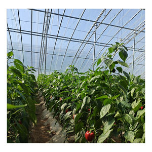 Tunnel de serre à couverture unique en plastique, 10 m/<span class=keywords><strong>2021</strong></span> m, pour éclairage industriel - Product Image 6