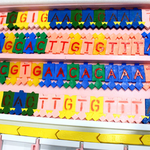 แบบจำลองกายวิภาคพาราเมเซียมขยายขนาด 3 ส่วน แบบจำลองการสาธิตสิ่งมีชีวิตเซลล์เดียวสำหรับการสอนในห้องปฏิบัติการ CE/ISO/ROHS/CNAS - Product Image 6