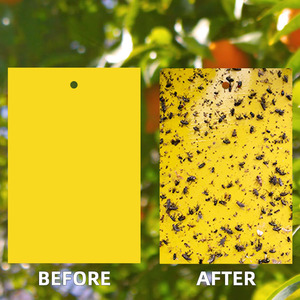 Trampa Adhesiva para Insectos de Plástico PP Degradable, Revestimiento de Doble Cara, Color Amarillo, para Protección de Plantas Agrícolas en Invernaderos - Product Image 5