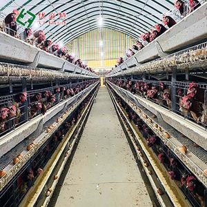 Attrezzatura da allevamento di alta qualità gabbie per polli gabbia per pollame uova gallina gabbie per allevamento di polli - Product Image 2