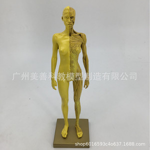 30cm  CG - Product Image 5