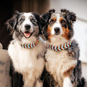 Collar de perro de Paracord de Color contrastante tejido a mano ODM/OEM personalizado de fábrica directo, Collar de lujo para mascotas para viajes y entrenamiento al aire libre - Product Image 3