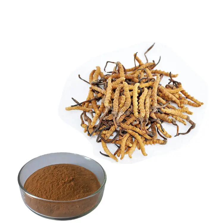 Wholesale Chinese Herbal Healthcare Supplement Dried Herbs Cordyceps Sinensis Powder