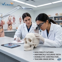 Modelo de Cráneo Desmontable de 3 Piezas que Muestra la Estructura Craneal Interna para la Enseñanza Médica y de Biología CE/ISO/ROHS/CNAS
