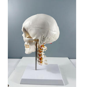 جمجمة بيضاء بشرية تشريحية 3 أجزاء بالحجم الطبيعي على الطراز الأوروبي والأمريكية مع 7 نماذج للعمود الفقري العنقي - Product Image 1