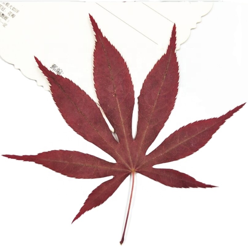 Настоящий кленовый лист, цветок, растение для наклеек, образец, тиснение, чехол для мобильного телефона, закладка «сделай сам», прессованный сушеный цветок, кленовый лист для ногтей