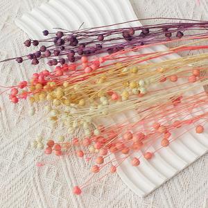 Suministro de floristería de alta calidad Natural Real Fresh Everlasting Jequirity Bean Jumble-beads Flores secas para la decoración del hogar - Product Image 3