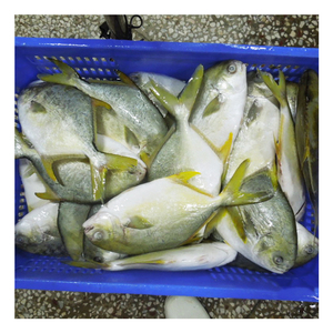 Vendita calda di origine della cina congelato <span class=keywords><strong>Pompano</strong></span> dorato per Singapore Malaysia - Product Image 1