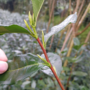 Thé vert Long <span class=keywords><strong>jing</strong></span> Lac de l'Ouest naturel chinois Longjing de la ville de Hangzhou - Product Image 6