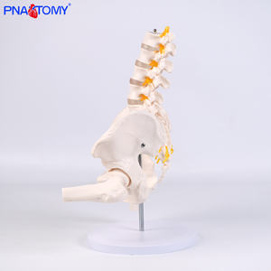 • الفقرات القطنية البشرية من خمسة أقسام مع عظم الحوض والعصب الفقري نموذج الهيكل العظمي لأمراض النساء والتوليد وجراحة العظام - Product Image 4