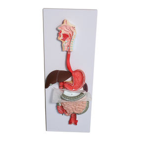 Modelo de anatomía esquelética humana de fábrica Modelo de sistema digestivo - Product Image 1