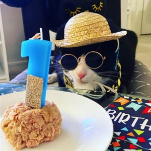 Accessoires amusants pour animaux de compagnie : Ensemble de lunettes rondes pour <span class=keywords><strong>chat</strong></span> et chien, lunettes de soleil métalliques pour animaux de compagnie et <span class=keywords><strong>chapeau</strong></span> de paille d'été pour animaux de compagnie avec collier à chaîne dorée factice - Product Image 5