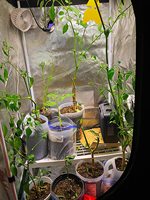 Petite tente de culture hydroponique 2x2 24 "x 24" x 48 ''Tentes de plantes d'intérieur réfléchissantes 600D Mylar Kits de tente de culture complets