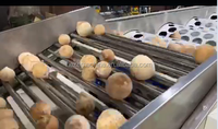Citroen Oranje Fruit Wassen Waxen Sorteermachine