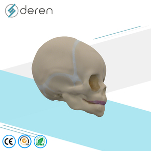 Modèle de crâne humain grandeur nature pour la science médicale, modèle d'anatomie de crâne de bébé pour l'apprentissage des enfants, outil d'affichage éducatif - Product Image 5