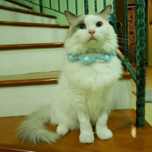 Marque vietnamienne HOANG LINH SG Kimy + 84938616690 fil tricoté en peluche collier de chat petits animaux accessoires pour chiens en coton - Product Image 5