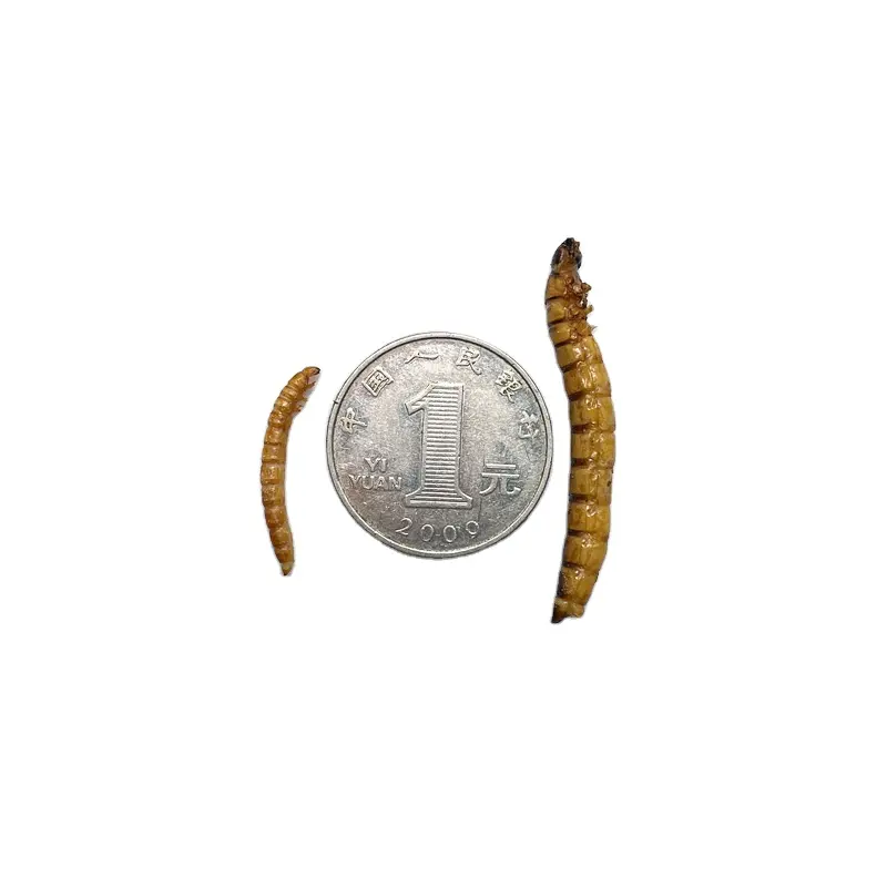 100% olmayan gdo doğal yüksek protein besleyici yeşil gıda pet gıda kurutulmuş mealworm beslenme ile küçük hayvanlar için