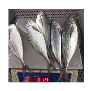 중국 냉동 말 고등어 물고기 냉동 말 고등어 가격 빨간 꼬리 말 고등어 - Product Image 5