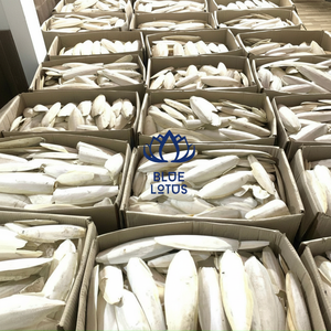 Fournisseur d'os de seiche pour le marché de gros mondial - Product Image 1