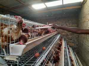 Batterie <span class=keywords><strong>de</strong></span> haute qualité 3/4 niveaux 96/120/128/160 Poulet pondant un type 500 couche <span class=keywords><strong>Oeuf</strong></span> poules Cage prix batterie ferme avicole à <span class=keywords><strong>vendre</strong></span> - Product Image 2