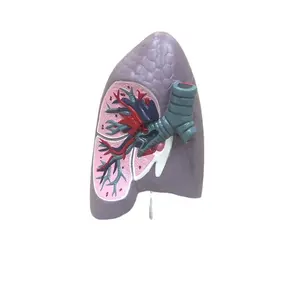 Medical science human anatomical Lung Segment Model, biology human