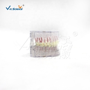 Modèle dentaire standard blanc complet avec arrangement et occlusion dentaires réalistes - Product Image 6