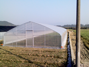 Top bán tùy chỉnh nhựa singlespan nhà kính nhà Máy Giá nhà kính để bán chi phí hiệu quả đường hầm nhà kính - Product Image 6