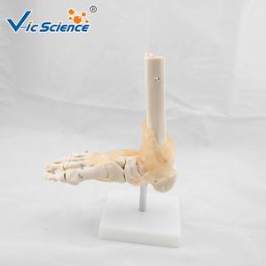 Modelo de Esqueleto <span class=keywords><strong>Humano</strong></span> de Tamaño Real <span class=keywords><strong>con</strong></span> Articulación del Pie y Ligamentos, Modelo de Esqueleto <span class=keywords><strong>Humano</strong></span> - Product Image 5