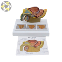Modelo Anatómico de Próstata Masculina para Ciencias Médicas y Biológicas, de PVC Ecológico, Tamaño Real, Certificado ISO, con Logotipo Personalizado
