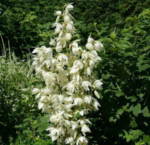 Экстракт Yucca Schidigera порошок сапонин 60% 80% экстракт Юкки - Product Image 2