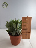 NIF Prix attractif nouveau type étiquettes de plantes de jardin en gros étiquette de jardin en bambou personnalisée